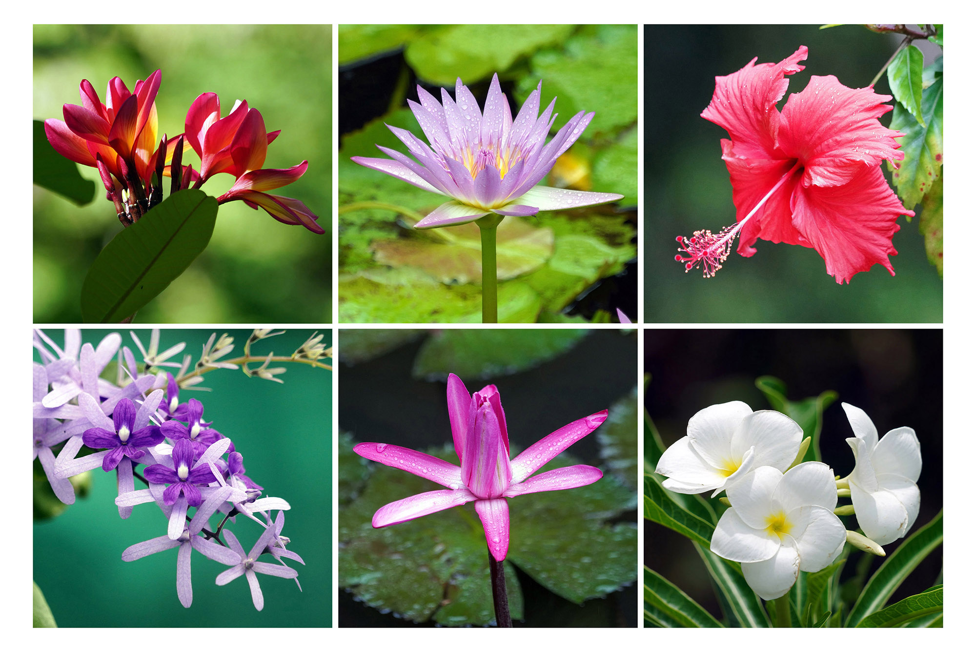 Fleurs de Polynésie